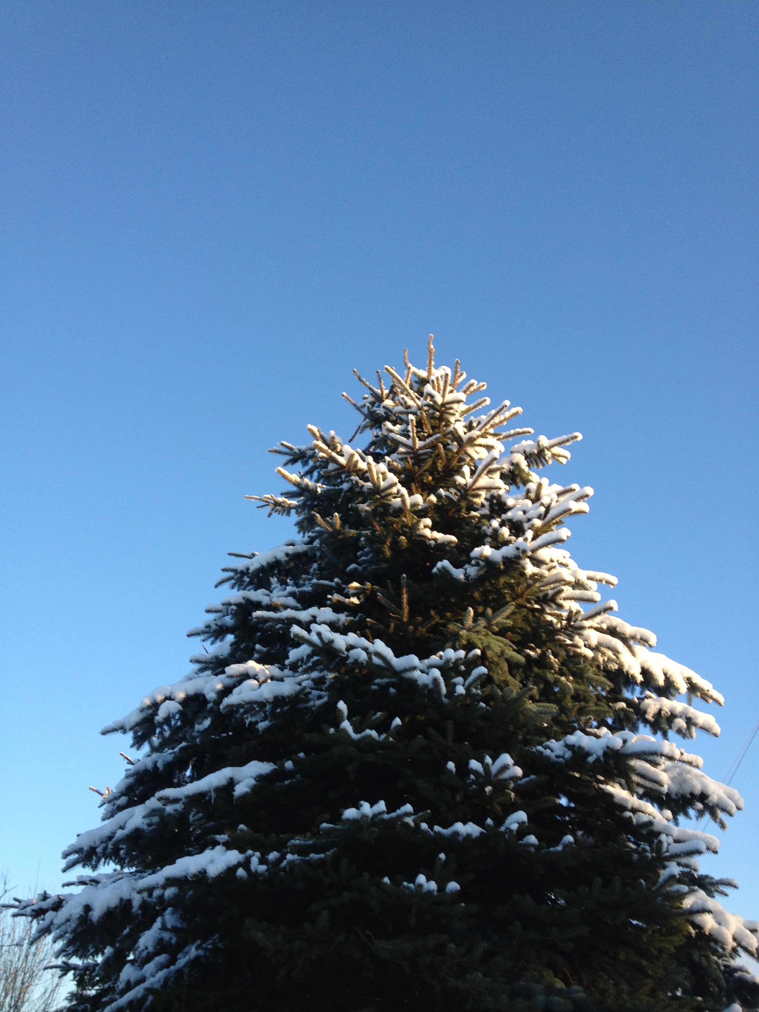 Weihnachtsbaum kaufen