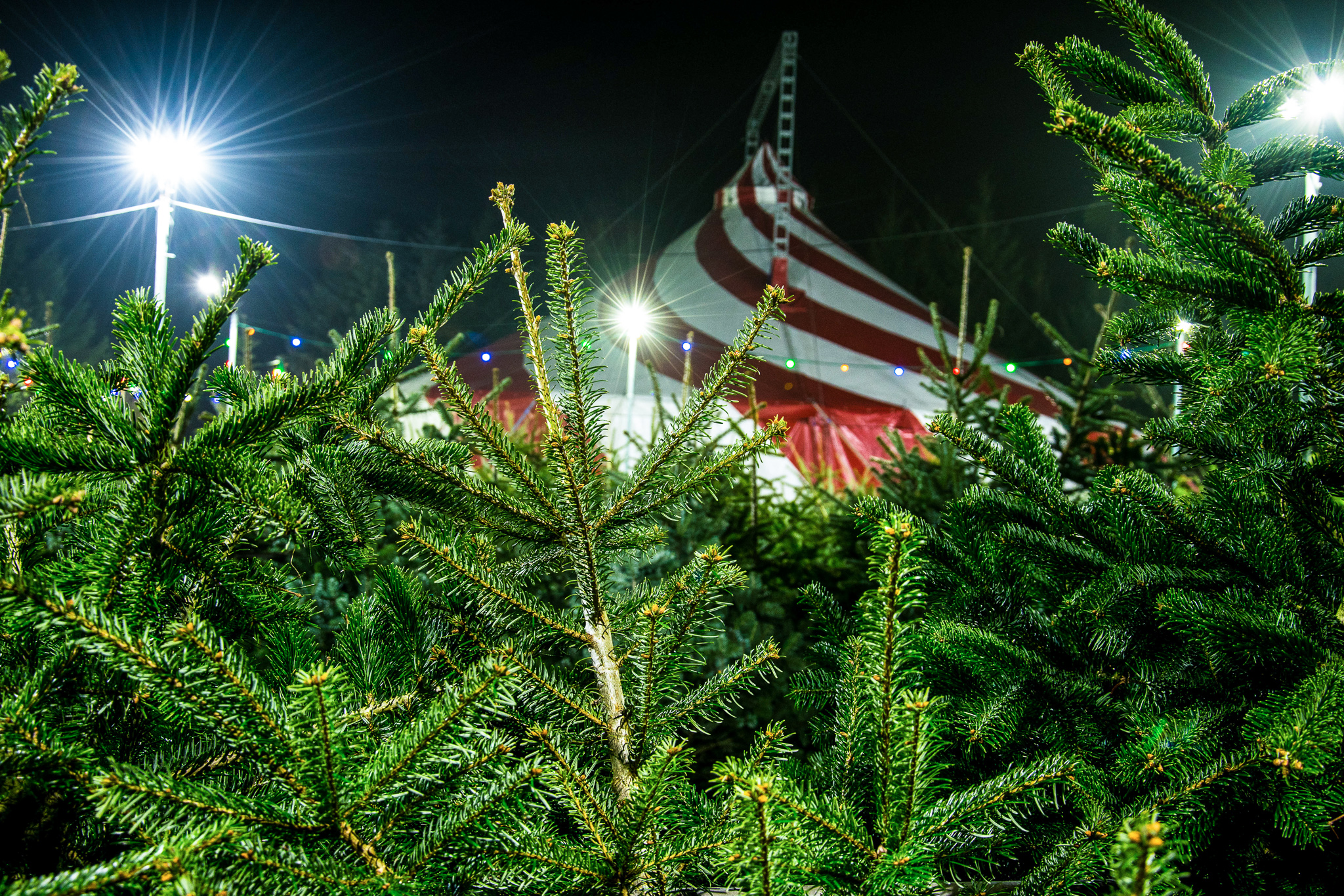 Weihnachtsbaum kaufen