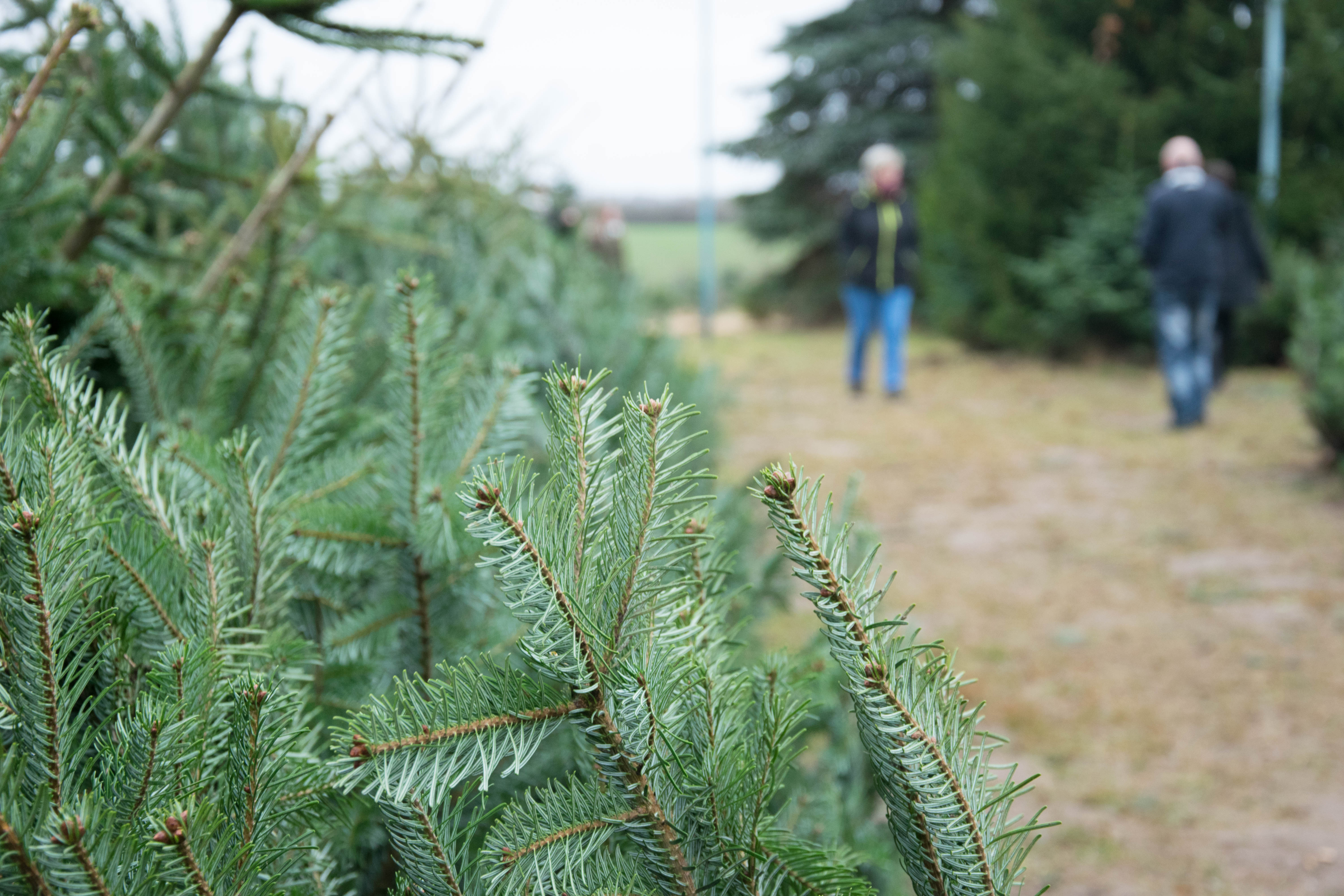 Weihnachtsbaum kaufen