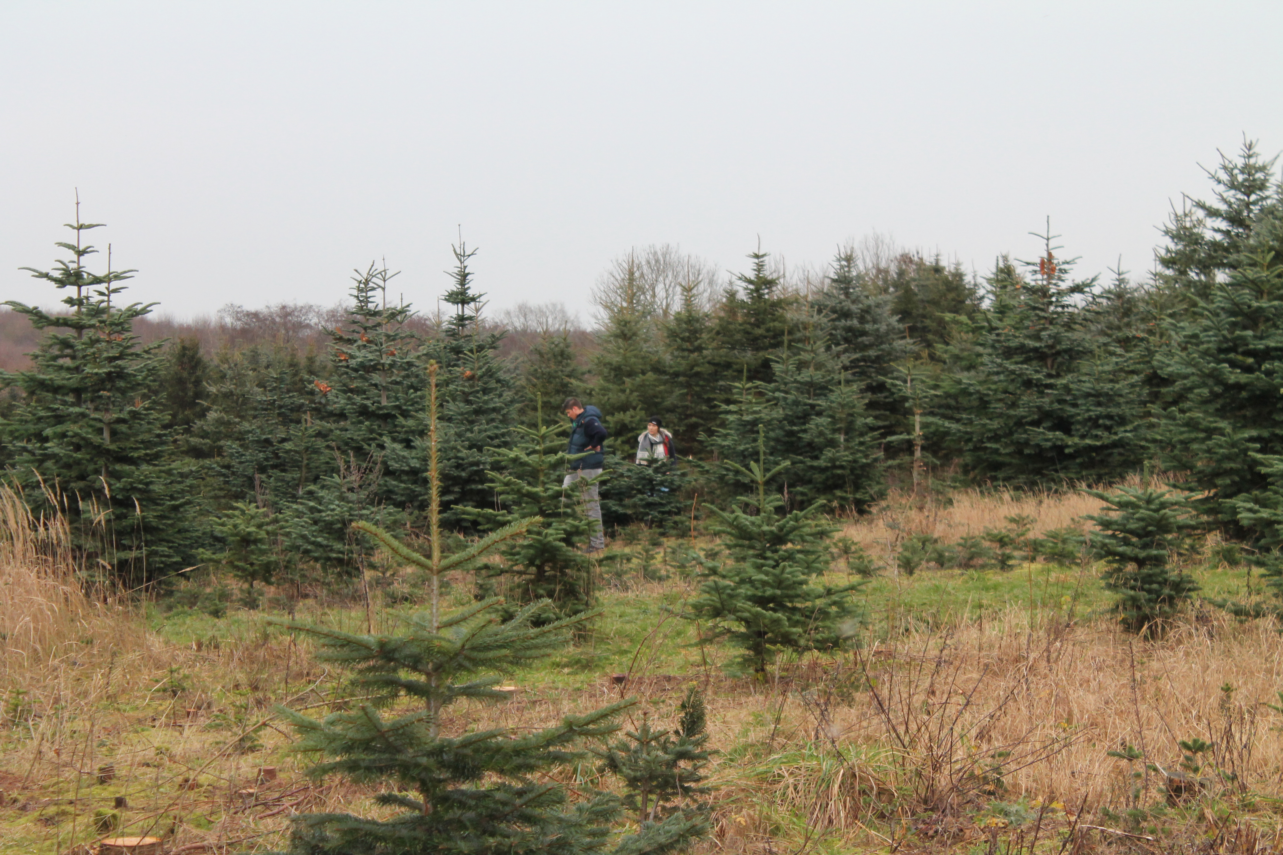 Weihnachtsbaum kaufen