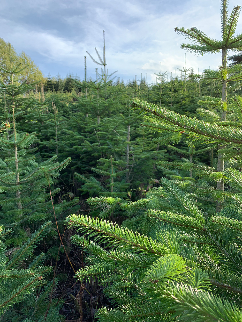 Wie entsteht ein Weihnachtsbaum Fassensdorfer Tannen