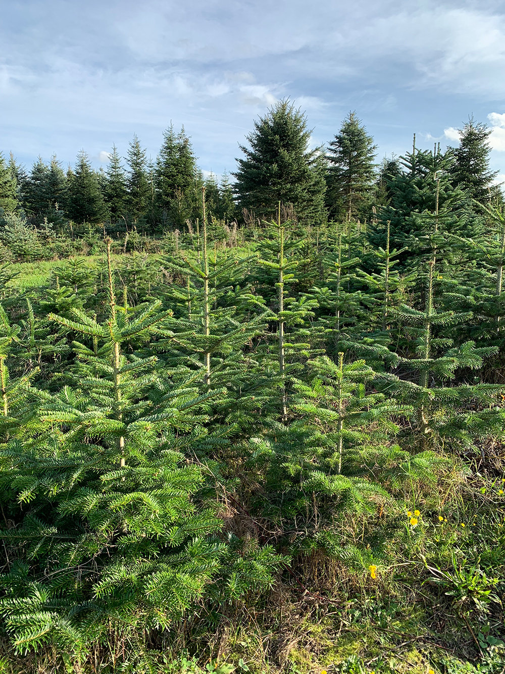 Wie entsteht ein Weihnachtsbaum Fassensdorfer Tannen