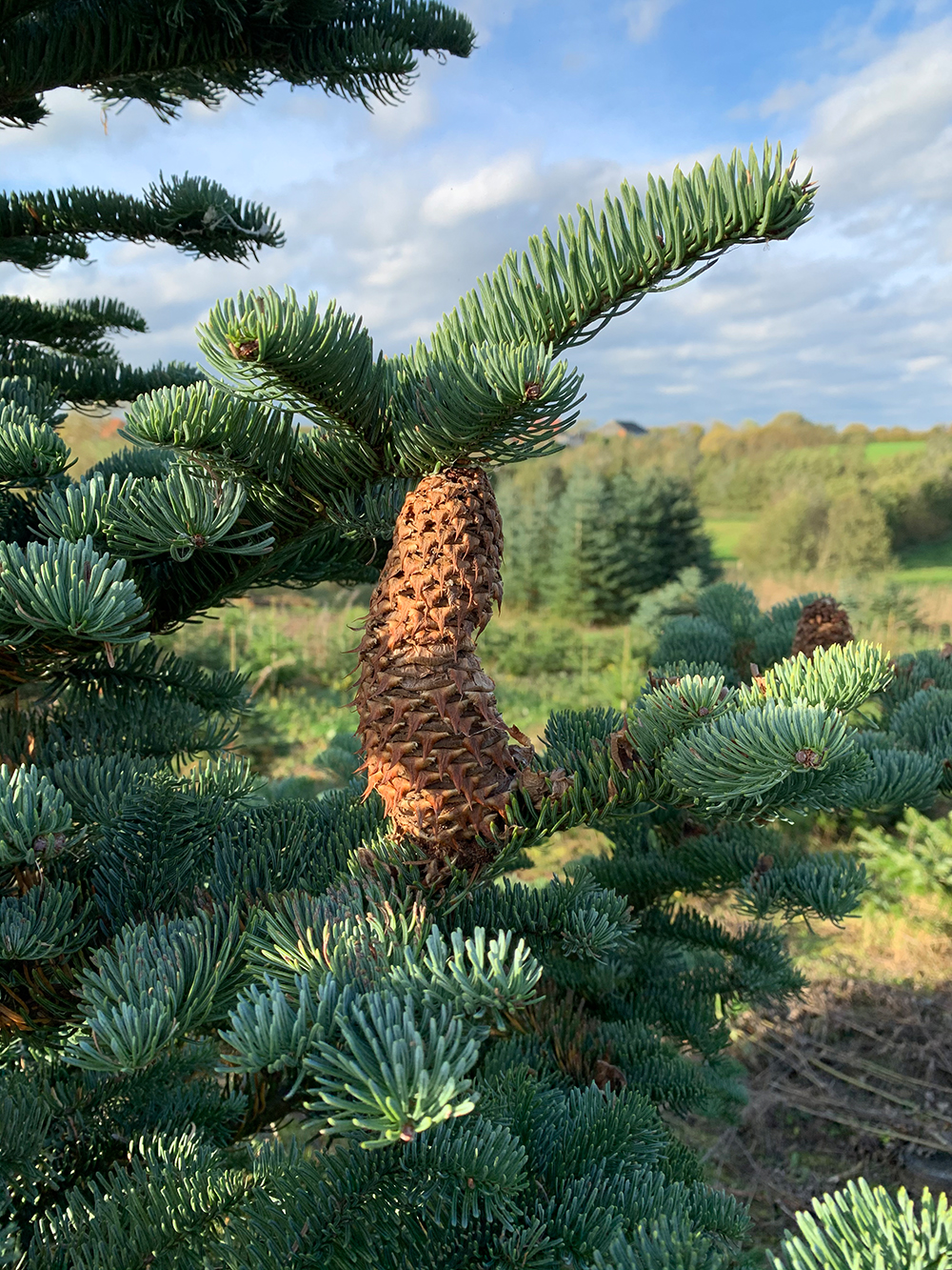 Wie entsteht ein Weihnachtsbaum Fassensdorfer Tannen